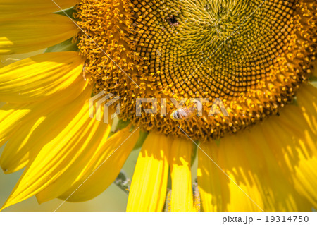 Sunflowers is blooming in farm, Saraburi, Thailand 19314750