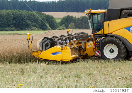 combine harvesting rape combine harvesting rape 19314937