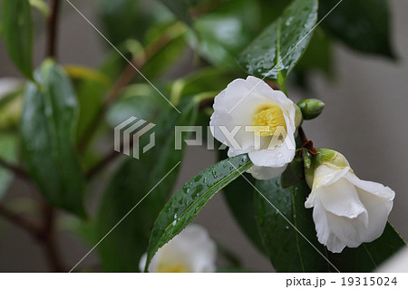侘助白花と雨雫 19315024