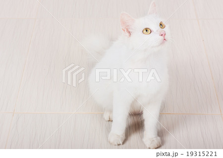 cute white sitting on the ground cute white sitting on the ground 19315221