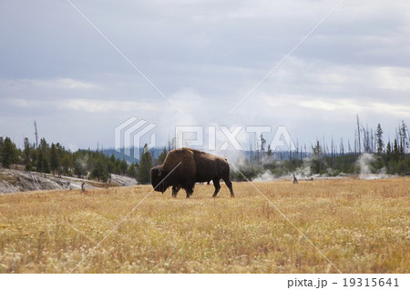 バッファロー　アメリカン・バイソン　イエローストーン国立公園 19315641