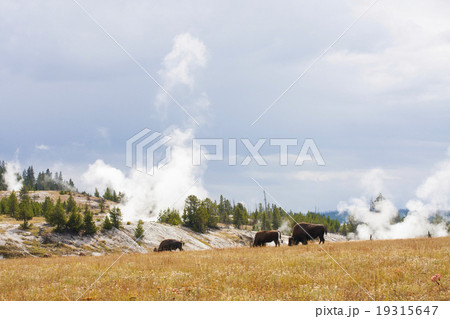 バッファロー アメリカン・バイソン イエローストーン国立公園 バッファロー アメリカン・バイソン イエローストーン国立公園 19315647