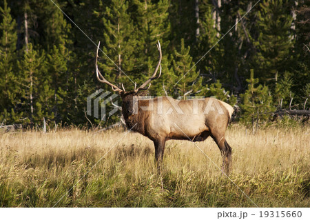 草原にたたずむ鹿　エルク　ワピチ　イエローストーン国立公園 19315660