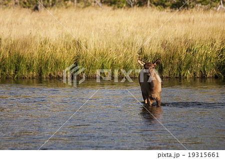 川を渡る鹿 エルク ワピチ イエローストーン国立公園 川を渡る鹿 エルク ワピチ イエローストーン国立公園 19315661