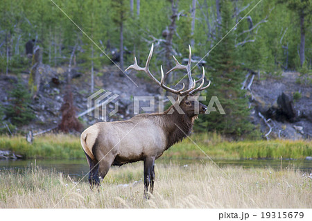 草原にたたずむ鹿 エルク ワピチ イエローストーン国立公園 草原にたたずむ鹿 エルク ワピチ イエローストーン国立公園 19315679