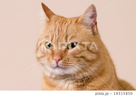 Cat  sitting and looking up 19315850