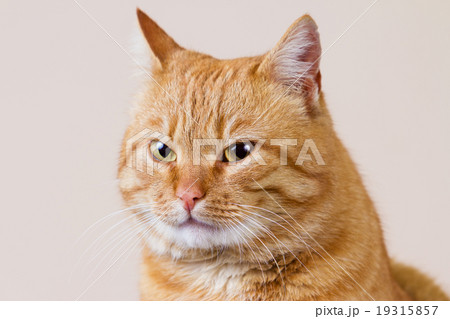 Cat sitting and looking up Cat sitting and looking up 19315857