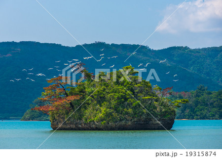 羽地内海のサギ 19315874