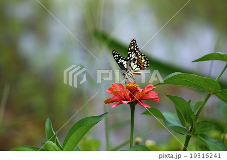 Butterfly Butterfly 19316241