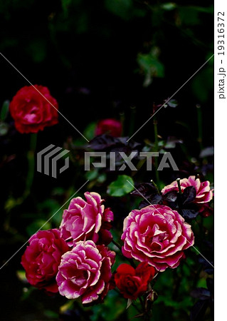 薔薇 19316372