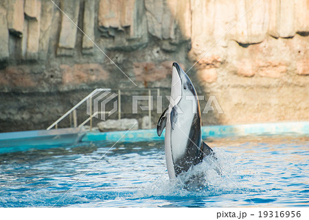 イルカ 19316956