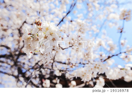 石戸蒲ザクラ 19316978