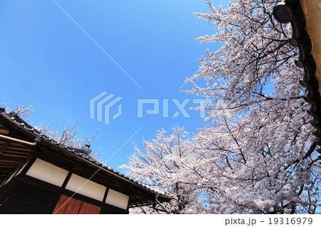 日本の寺と桜 日本の寺と桜 19316979