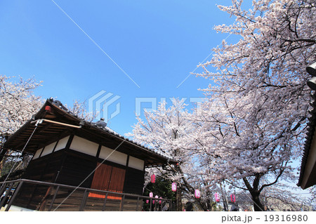 日本の寺と桜 日本の寺と桜 19316980