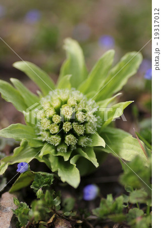 ふきのとう ふきのとう 19317012