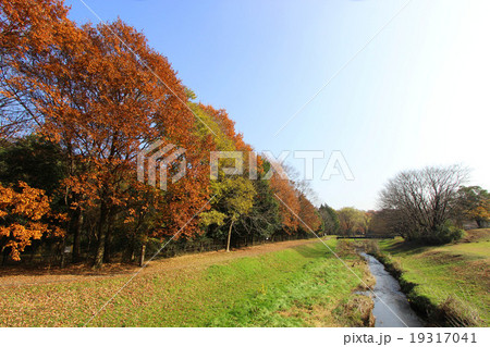 野川公園の紅葉 野川公園の紅葉 19317041