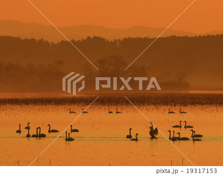 宮城県栗原市 伊豆沼の朝 宮城県栗原市 伊豆沼の朝 19317153