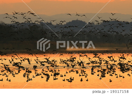 宮城県栗原市 伊豆沼の朝 宮城県栗原市 伊豆沼の朝 19317158