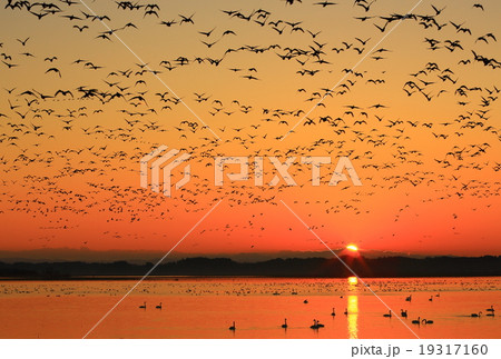 宮城県栗原市 伊豆沼の朝 宮城県栗原市 伊豆沼の朝 19317160
