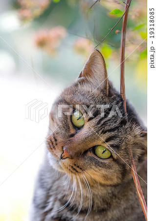 傾げてこちらを見るのらねこ 傾げてこちらを見るのらねこ 19318085