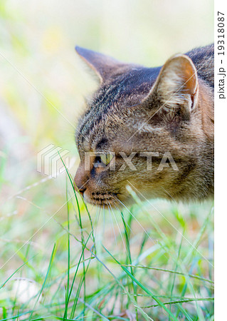 クンクンするのらねこ 19318087