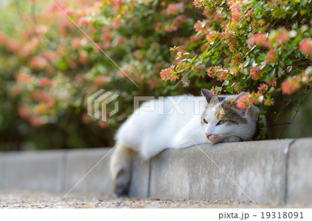 居眠りをするのらねこ 19318091