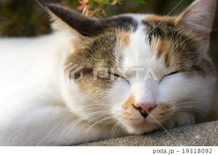 居眠りをするのらねこ 19318092