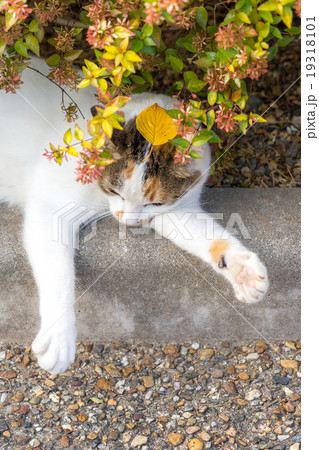 リラックスするのらねこ 19318101