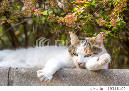 リラックスするのらねこ 19318102