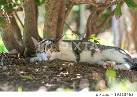 炎天下の中、木の下で涼むのらねこ 炎天下の中、木の下で涼むのらねこ 19318462