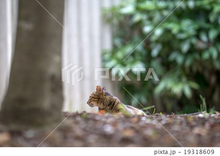 のらねこのいる風景 のらねこのいる風景 19318609