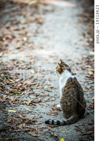 落ち葉とのらねこ 19318623