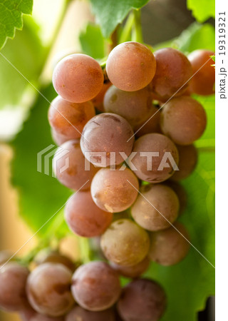 Bunches of red grapes on grapevine. Bunches of red grapes on grapevine. 19319321