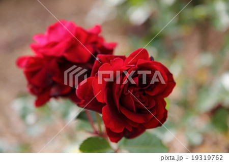 イザベルルネッサンス 19319762