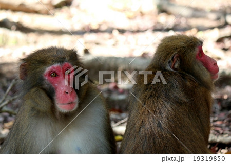 猿 19319850