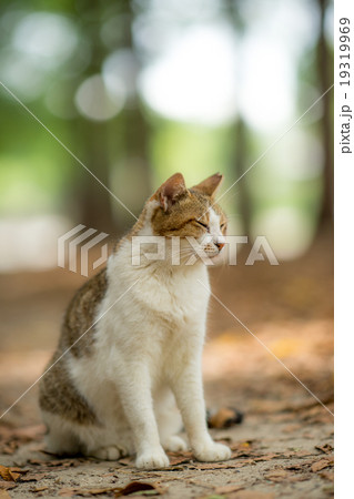 眠たい感じののらねこ 眠たい感じののらねこ 19319969