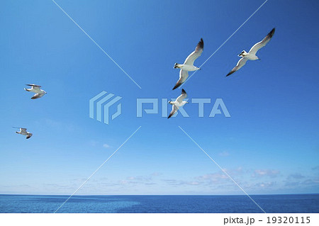 海上のウミネコ 19320115