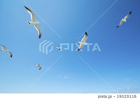 海上のウミネコ 19320116