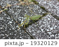 カマキリ　昆虫　アップ　かまきり　虫 19320129