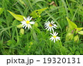 花とはち　花と蜂 19320131