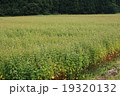 そば畑　そば　畑　田舎　秋 19320132