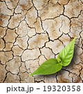 new life 19320358