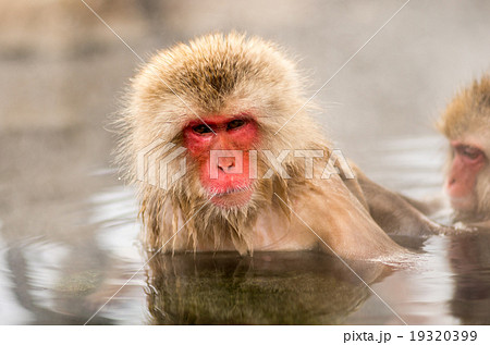 Snow monkey,nagano,japan（長野県地獄谷野猿公園の雪猿スノーモンキー） 19320399