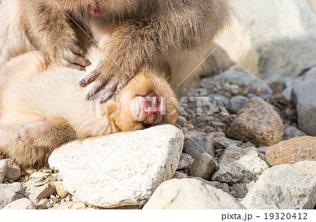 Snow monkey,nagano,japan（長野県地獄谷野猿公園の雪猿スノーモンキー） 19320412