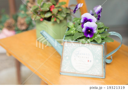 鉢植え　ビオラ 19321319