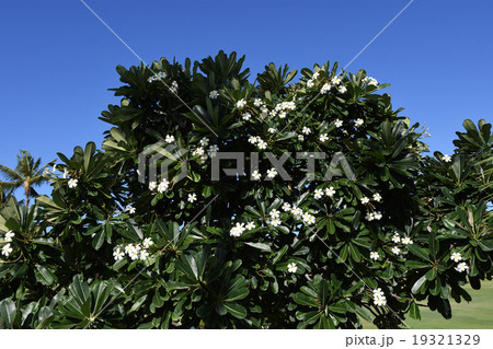 プルメリアの花　ハワイ 19321329