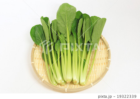 小松菜 19322339
