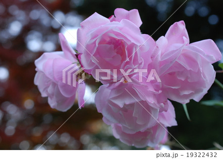 皇居のバラ 19322432