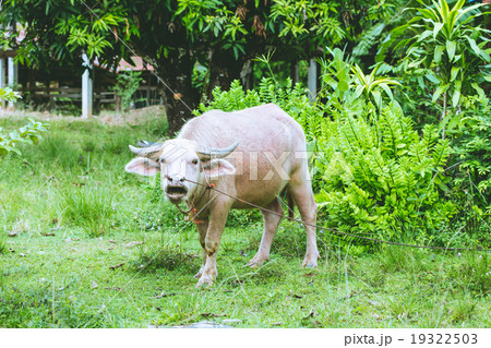 albino buffalo 19322503