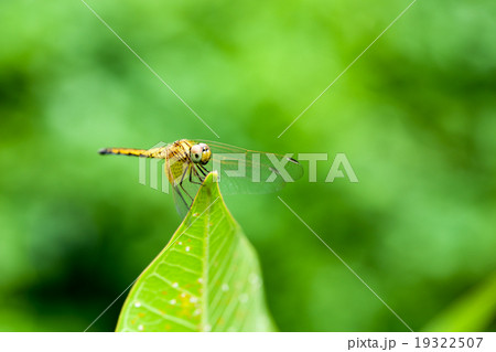 dragonfly dragonfly 19322507